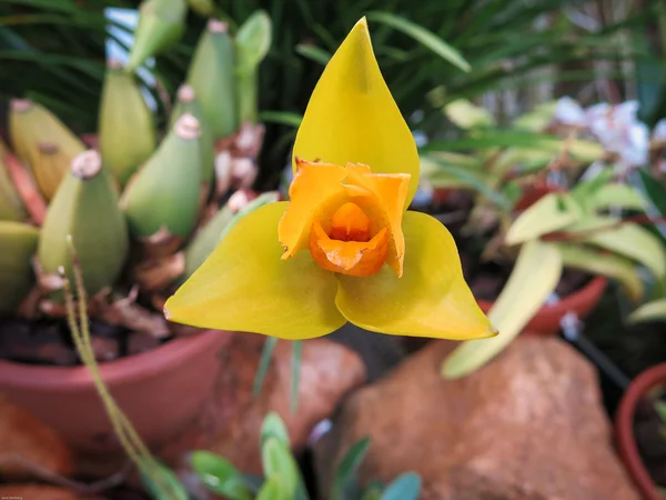 Orquídea Lycaste Ciliata — Foto de Stock