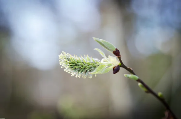 Willow bud — Stock fotografie