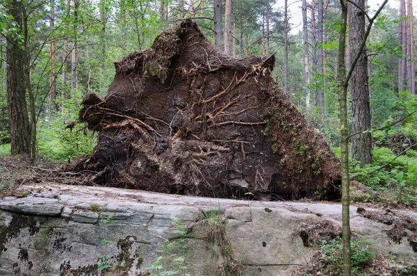 Baum entwurzelt — Stockfoto