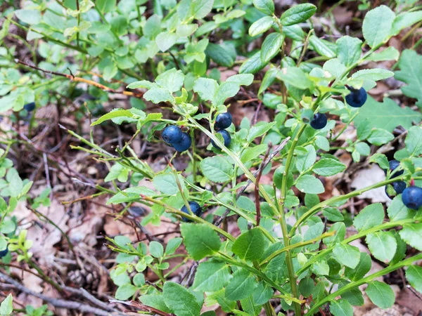 Blueberry — Stock Photo, Image