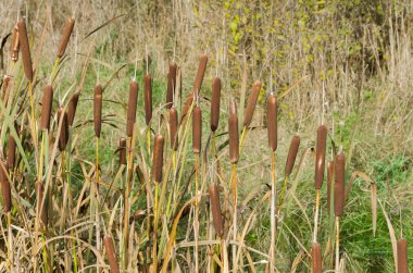 Reed Piston graas içinde