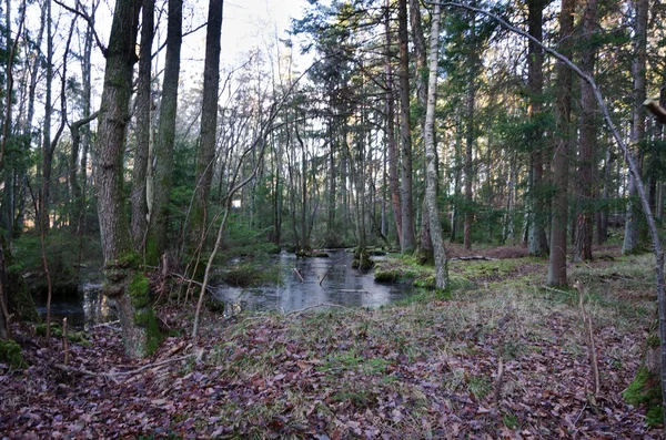Malý lesní jezero v pra/lesa — Stock fotografie
