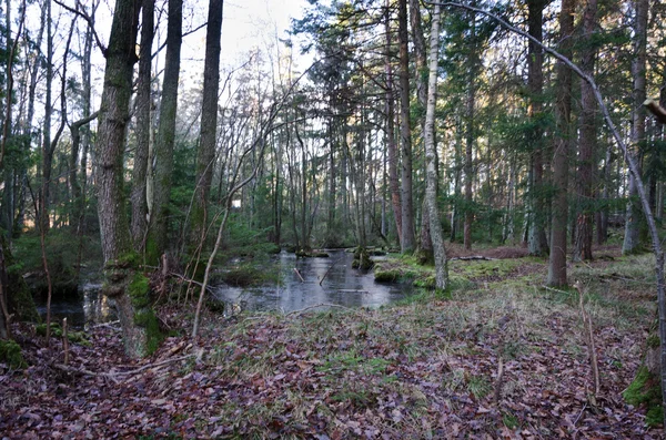 Pequeño lago de bosque en el bosque —  Fotos de Stock