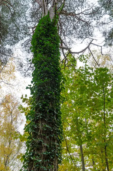 Одно высокое дерево с большим количеством зеленых лепестков — стоковое фото
