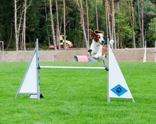 Una competición en agilidad para perro — Foto de Stock