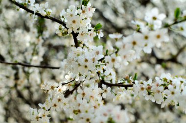 Çiçekli ağaç - arka plan