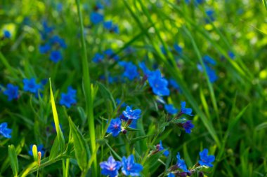 güzel kır çiçekleri