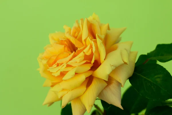 Rose de Crimée dans un vase — Photo