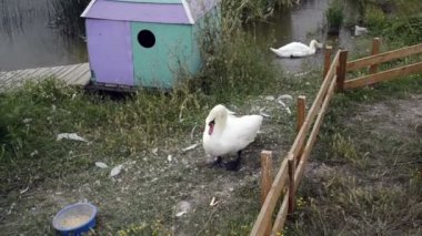 Çiftlikte Kuğu