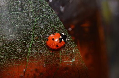 Skeletonized yaprak çalışan uğur böceği