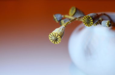 Beyaz yuvarlak vazo kuru haşhaş tohumları