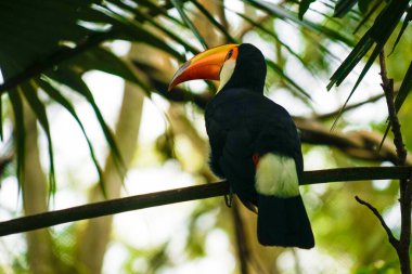 Toco Toucan (renkli tropikal kuş)