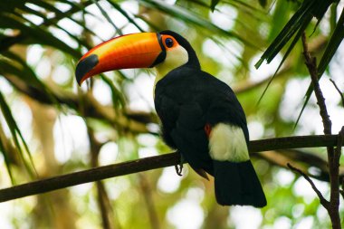 Toco Toucan (renkli tropikal kuş)