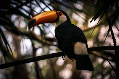 Toco Toucan (renkli tropikal kuş)