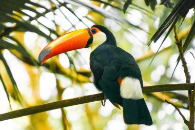 Toco Toucan (renkli tropikal kuş)