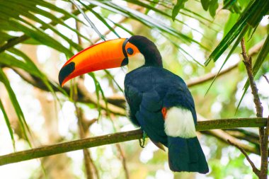 Toco Toucan (renkli tropikal kuş)