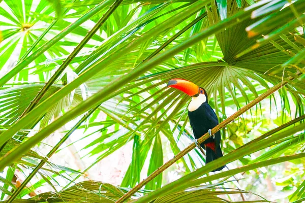 Toco Toucan Colorido Pájaro Tropical —  Fotos de Stock