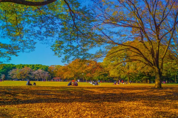 Yoyogi Park Který Pokryt Podzimními Listy — Stock fotografie