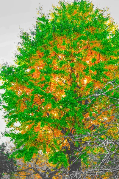 Yoyogi Park Which Covered Autumn Leaves — Stock Photo, Image