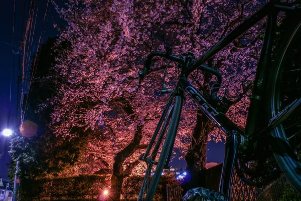 Flores Cereja Iluminadas Chofu Tóquio — Fotografia de Stock