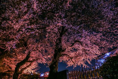 Kiraz çiçekleri (Chofu, Tokyo)