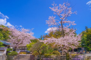 Kiraz ağacının tam çiçek açmış Engakuji (Kamakura, Kanagawa Bölgesi)