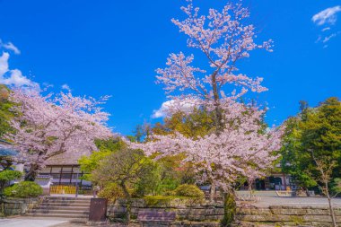Kiraz ağacının tam çiçek açmış Engakuji (Kamakura, Kanagawa Bölgesi)
