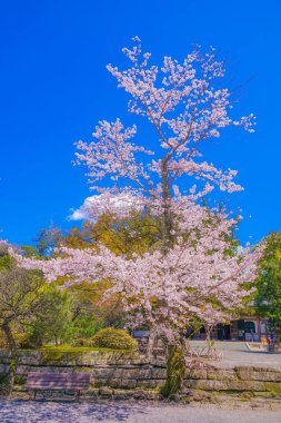 Kiraz ağacının tam çiçek açmış Engakuji (Kamakura, Kanagawa Bölgesi)