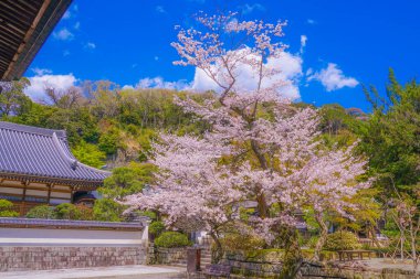 Kiraz ağacının tam çiçek açmış Engakuji (Kamakura, Kanagawa Bölgesi)