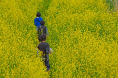 Sarı tecavüz tarlasında yürüyen insanlar.