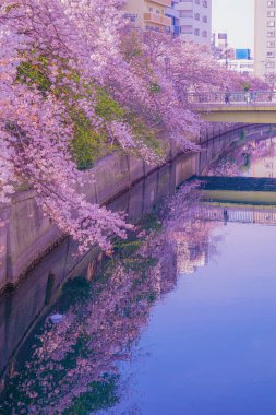Ooka Nehri gezinti güvertesinin üçte biri kiraz ağacı açtı.
