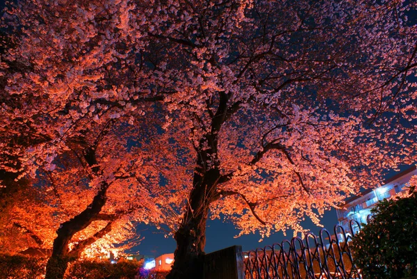 Fleurs Cerisier Illuminées Chofu Tokyo — Photo