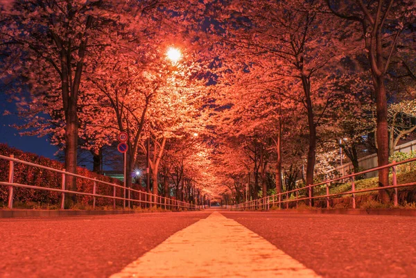 Leuchtende Kirschblüten Chofu Tokio — Stockfoto