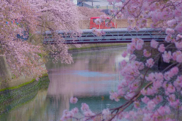 Дрова Табак Завернутый Вишню Ooka River Promenade — стоковое фото