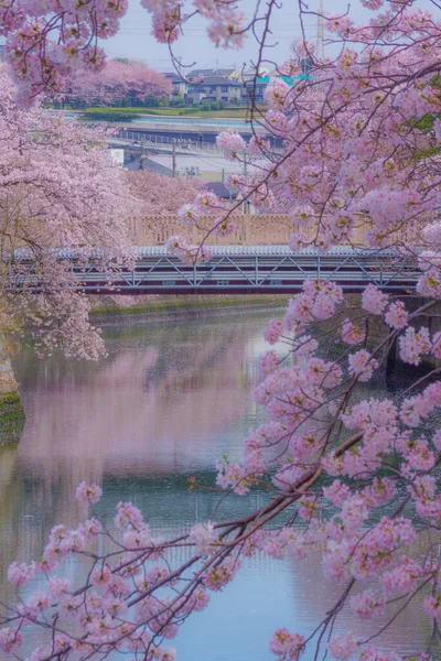 벚나무로 프로메 — 스톡 사진