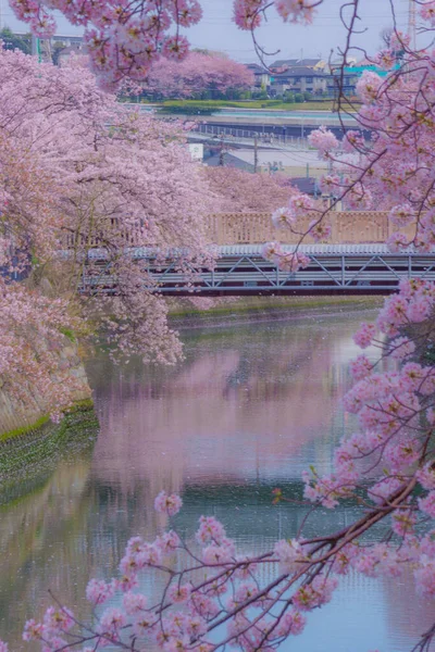 Tavola Legna Ardere Avvolta Ciliegio Ooka River Promenade — Foto Stock