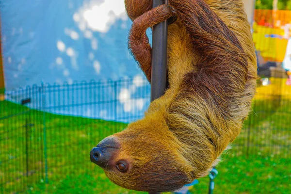 Image of sloth hanging in the bar