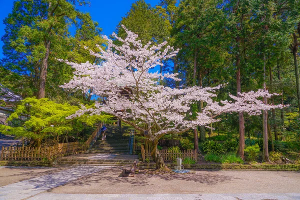 Kiraz Ağacının Tam Çiçek Açmış Engakuji Kamakura Kanagawa Bölgesi — Stok fotoğraf