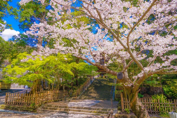 Engakuji Pełnego Kwitnienia Wiśni Drzewo Kamakura Kanagawa Prefektura — Zdjęcie stockowe