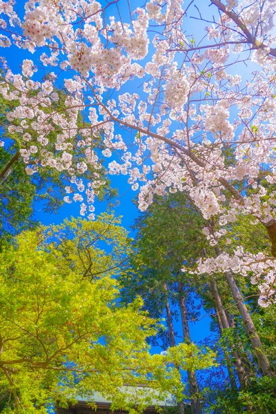 Энгакудзи Полного Цветения Вишни Камакура Префектура Канагава — стоковое фото