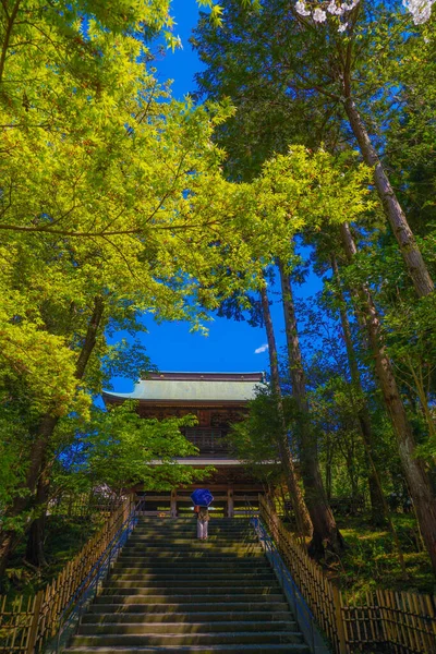 Engakuji Plena Floración Del Cerezo Kamakura Prefectura Kanagawa —  Fotos de Stock