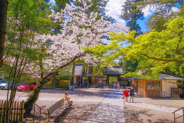 Engakuji Plena Floración Del Cerezo Kamakura Prefectura Kanagawa —  Fotos de Stock