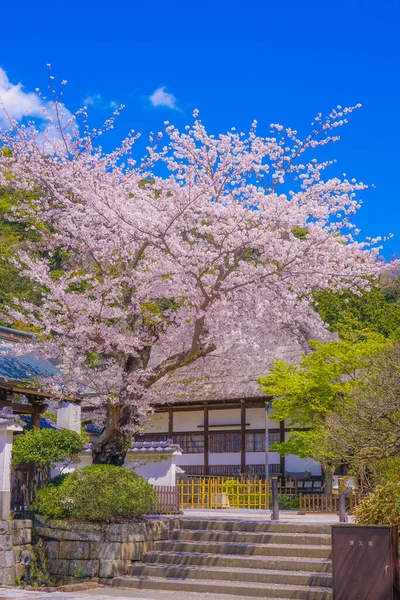 Engakuji Της Πλήρους Άνθισης Της Κερασιάς Kamakura Νομός Kanagawa — Φωτογραφία Αρχείου