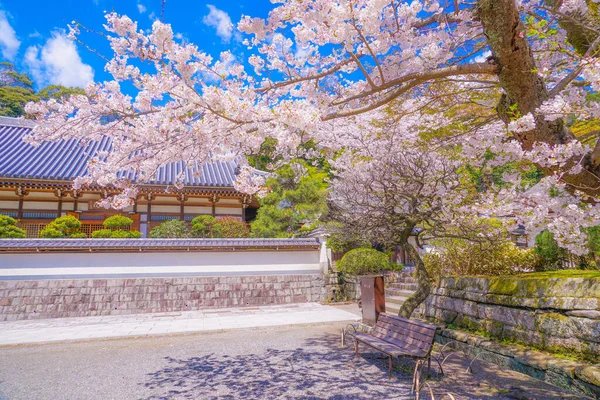 Engakuji Körsbärsträdets Fulla Blomning Kamakura Kanagawa Prefektur — Stockfoto