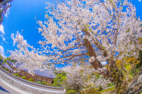 Engakuji Della Piena Fioritura Del Ciliegio Kamakura Prefettura Kanagawa — Foto Stock