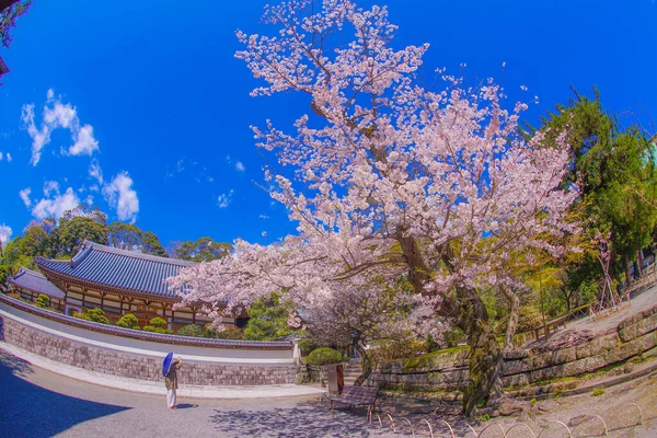 Engakuji Της Πλήρους Άνθισης Της Κερασιάς Kamakura Νομός Kanagawa — Φωτογραφία Αρχείου