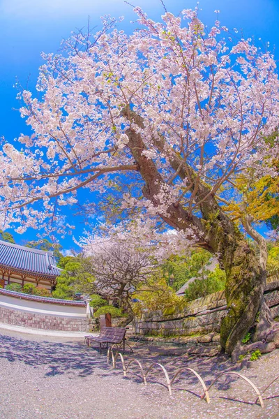 Енгакудзі Квітки Вишневого Дерева Префектура Камакура Канаґава — стокове фото