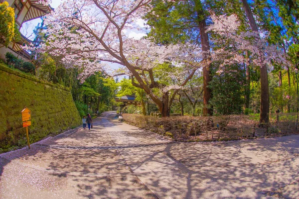 Engakuji Full Bloom Cherry Tree Kamakura Kanagawa Prefecture — Stock Photo, Image