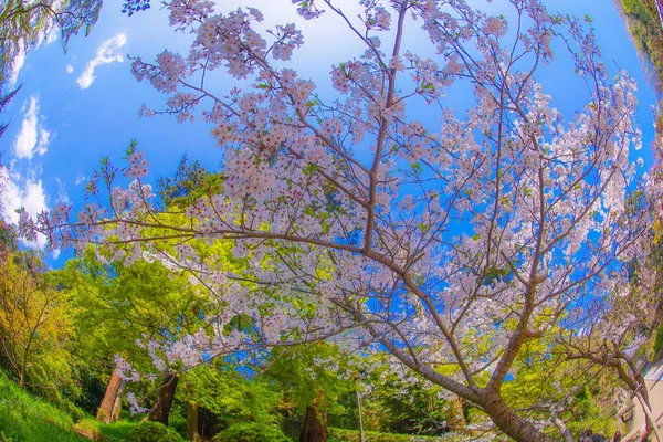 Engakuji Plena Floración Del Cerezo Kamakura Prefectura Kanagawa —  Fotos de Stock