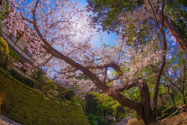 Engakuji Plena Floración Del Cerezo Kamakura Prefectura Kanagawa —  Fotos de Stock